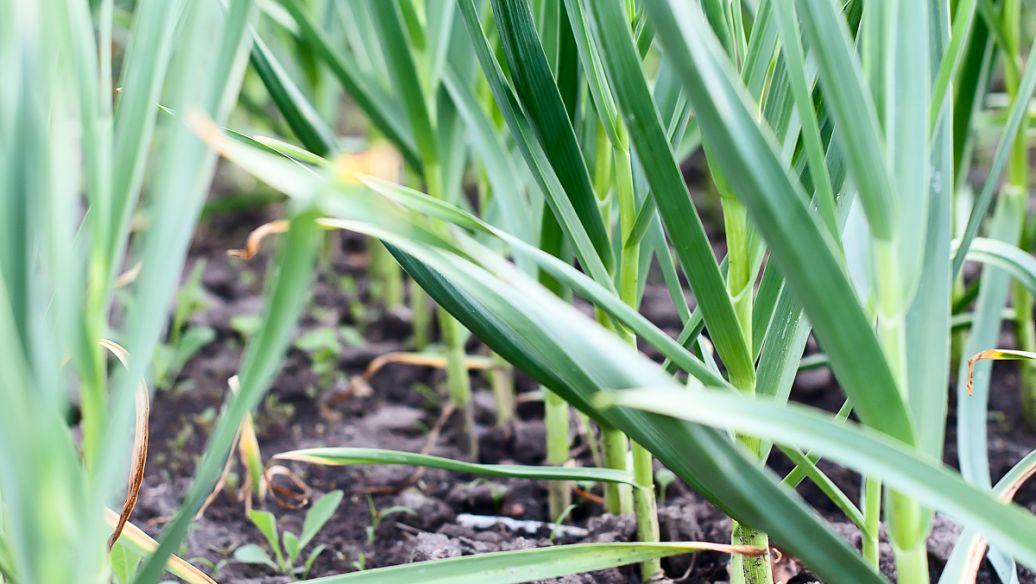 天南星的功效与作用