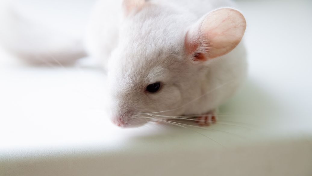 3-Methoxysalicylaldehyde Research | Shaanxi BLOOM Tech Co., Ltd