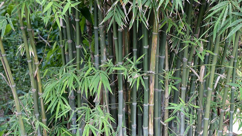 凤尾竹的养殖方法和注意事项-百度经验