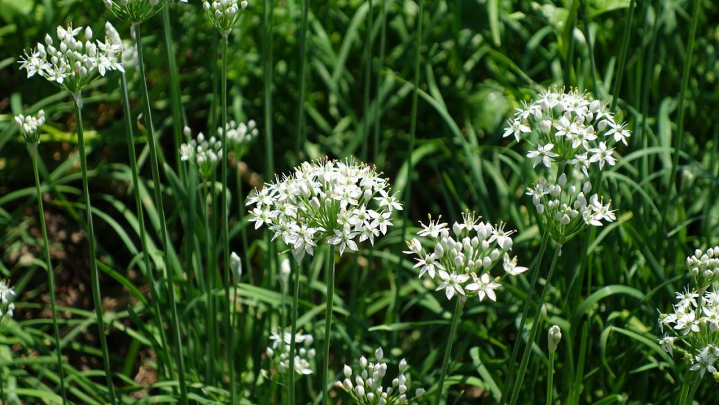 玄参的功效与作用