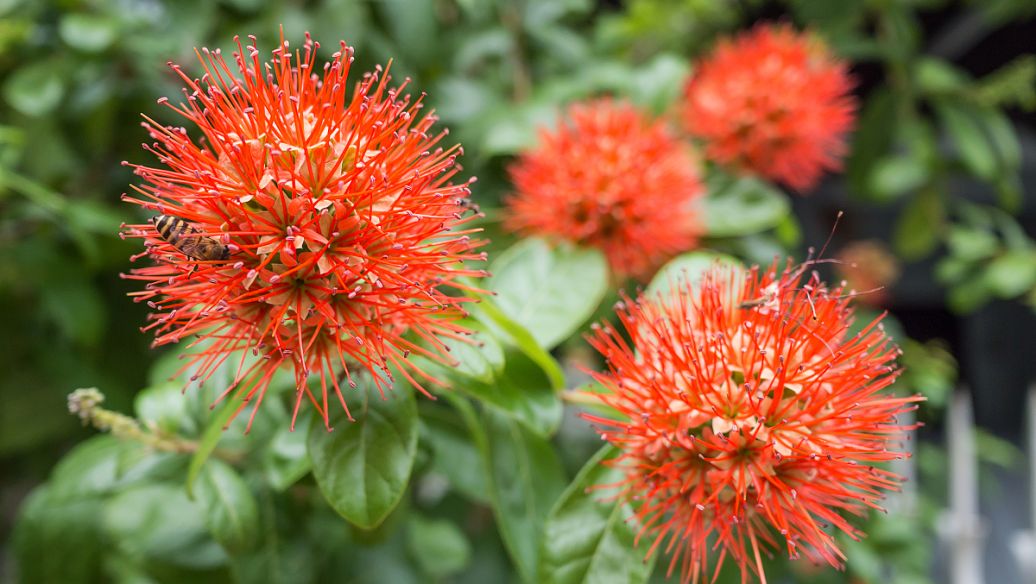 白檀香的功效与作用