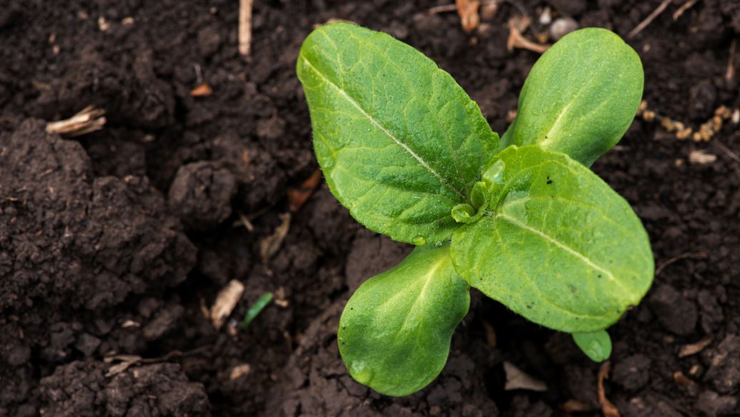 老鹤草的功效与作用