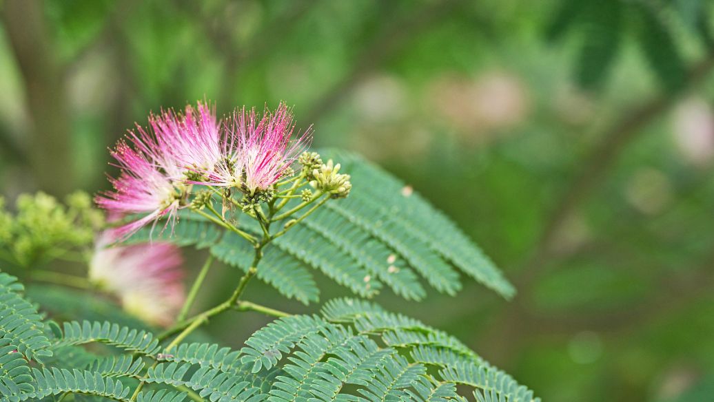 含羞草的功效与作用