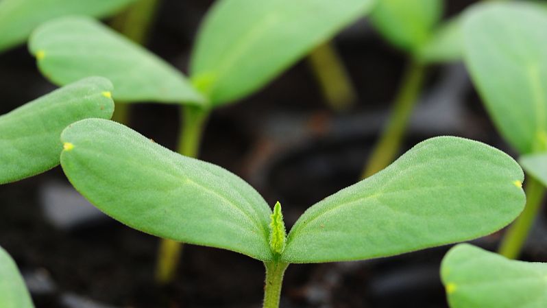 3-Bromo-1-propanol uses | Shaanxi BLOOM Tech Co., Ltd 3-Bromo-1-propanol uses | Shaanxi BLOOM Tech Co., Ltd