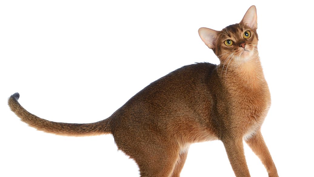 SLU-PP-332 Injection uses | Shaanxi BLOOM Tech Co., Ltd