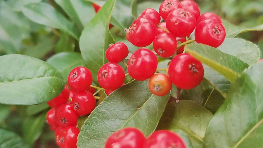 绵萆薢的功效与作用