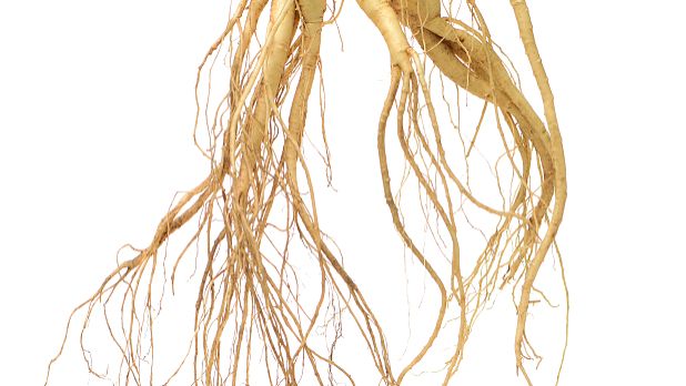 胡黄连的功效与作用