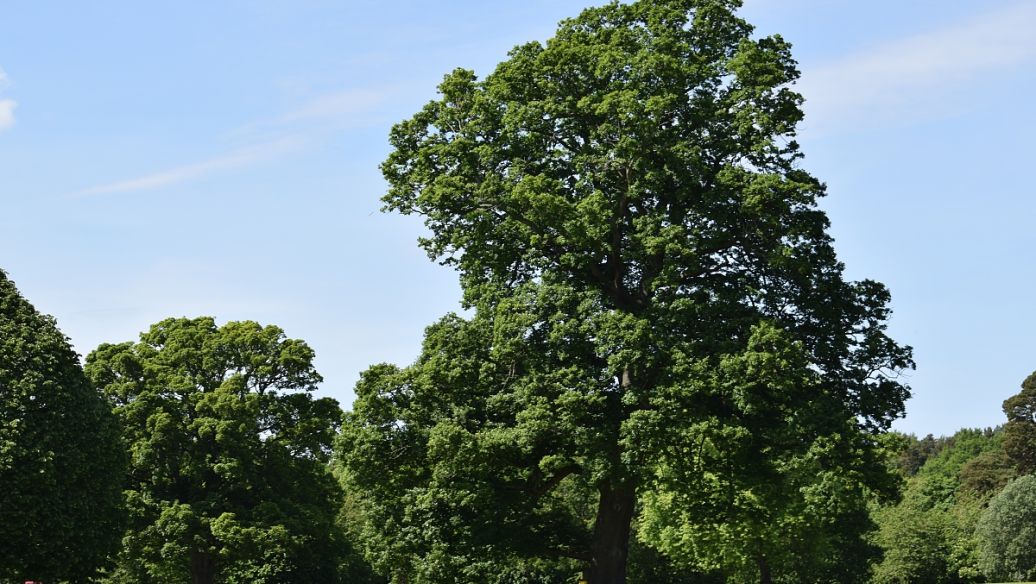 苦蒿的功效与作用