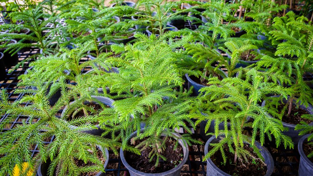 当归丸的功效与作用