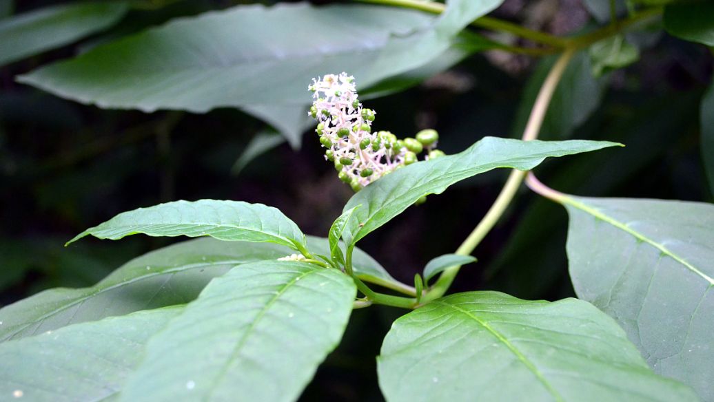 鹿茸的功效与作用