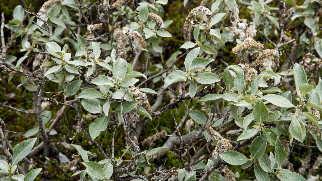 炒枳壳的功效与作用