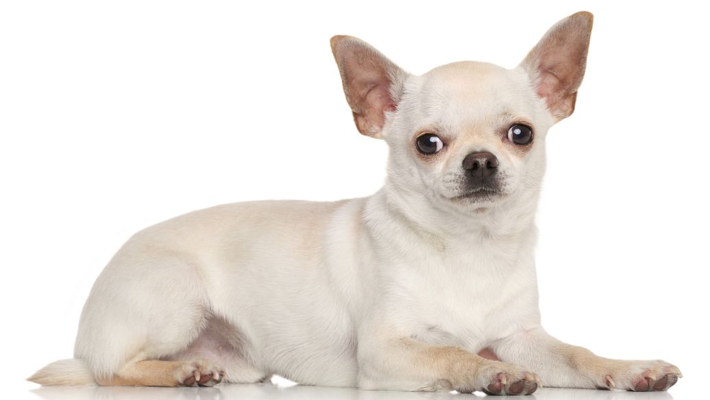 Fluralaner Mechanism | Shaanxi BLOOM Tech Co., Ltd Fluralaner Mechanism | Shaanxi BLOOM Tech Co., Ltd