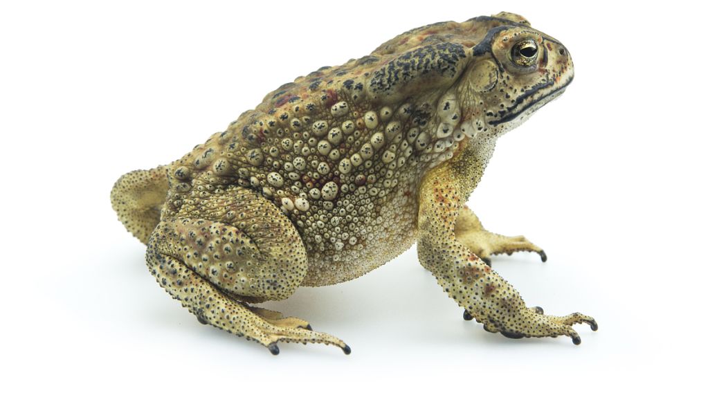 宠物蟾蜍吧-百度贴吧