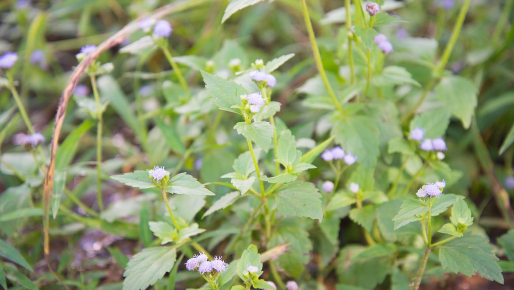 八正散的功效与作用