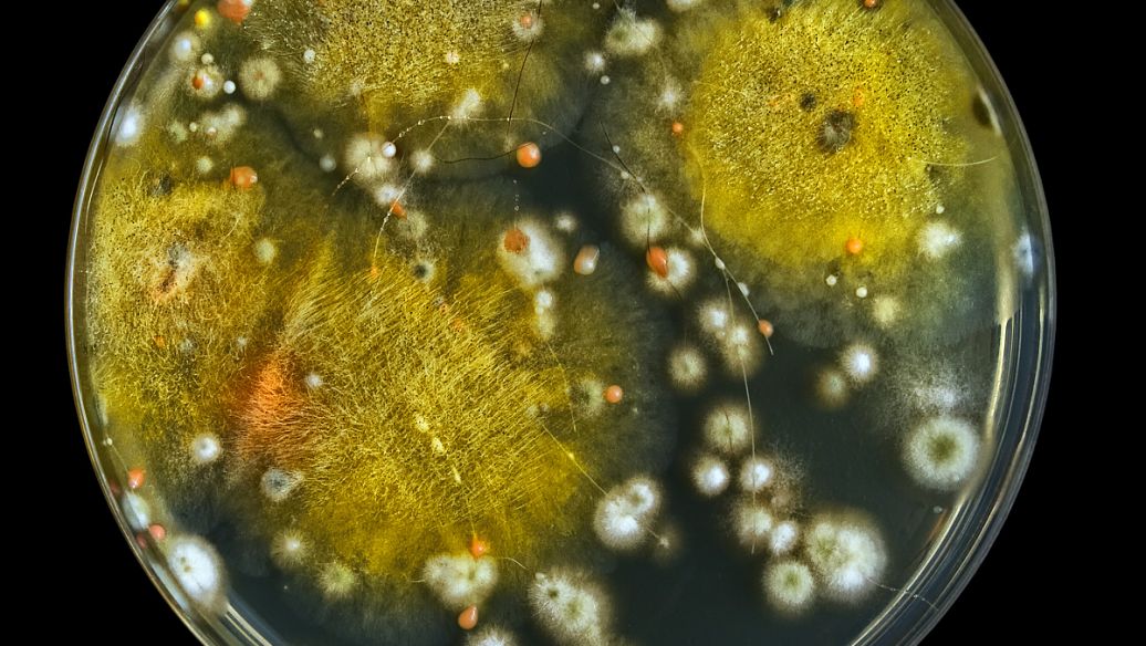 Chlortetracycline  Gram negative bacteria | Shaanxi BLOOM Tech Co., Ltd