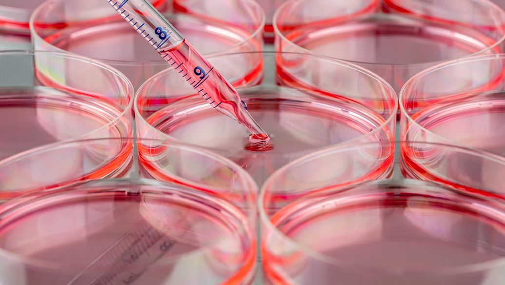 Bioglutide NA-931 Preclinical Models | Shaanxi BLOOM Tech Co., Ltd