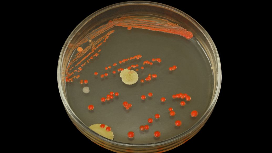 Chlortetracycline Complementary Antibacteria Spectrum | Shaanxi BLOOM Tech Co., Ltd Chlortetracycline Complementary Antibacteria Spectrum | Shaanxi BLOOM Tech Co., Ltd