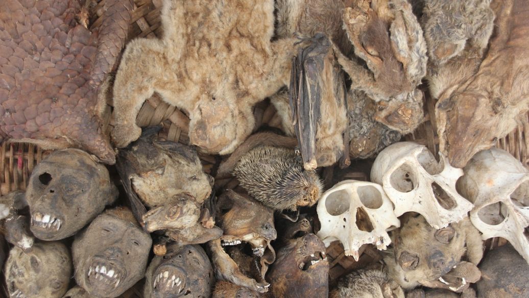 喜树果的功效与作用