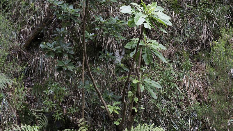 蓝布正的功效与作用