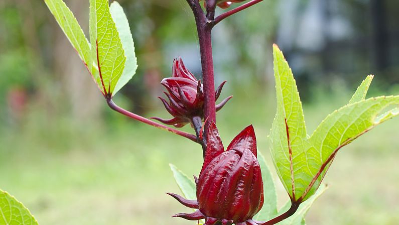 煨葛根的功效与作用