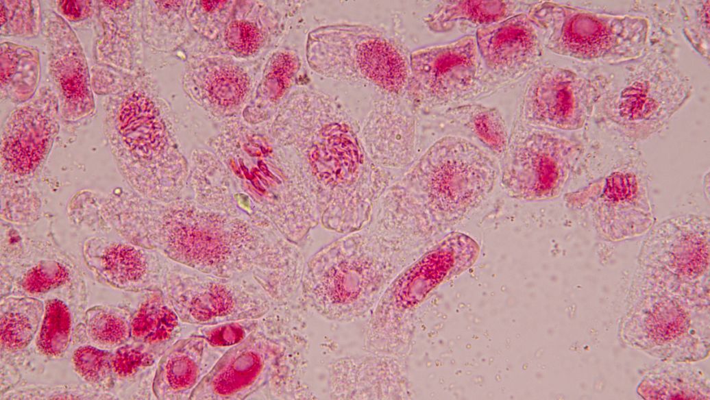 Nad+ cells | Shaanxi BLOOM Tech Co., Ltd Nad+ cells | Shaanxi BLOOM Tech Co., Ltd