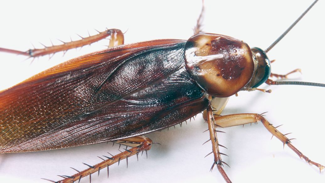 Permethrin and imidacloprid drops uses | Shaanxi BLOOM Tech Co., Ltd Permethrin and imidacloprid drops uses | Shaanxi BLOOM Tech Co., Ltd