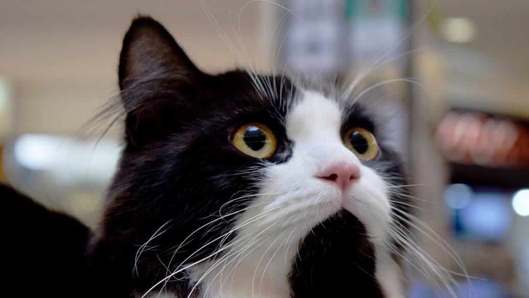 GS-441524 clinical | Shaanxi BLOOM Tech Co., Ltd GS-441524 clinical | Shaanxi BLOOM Tech Co., Ltd