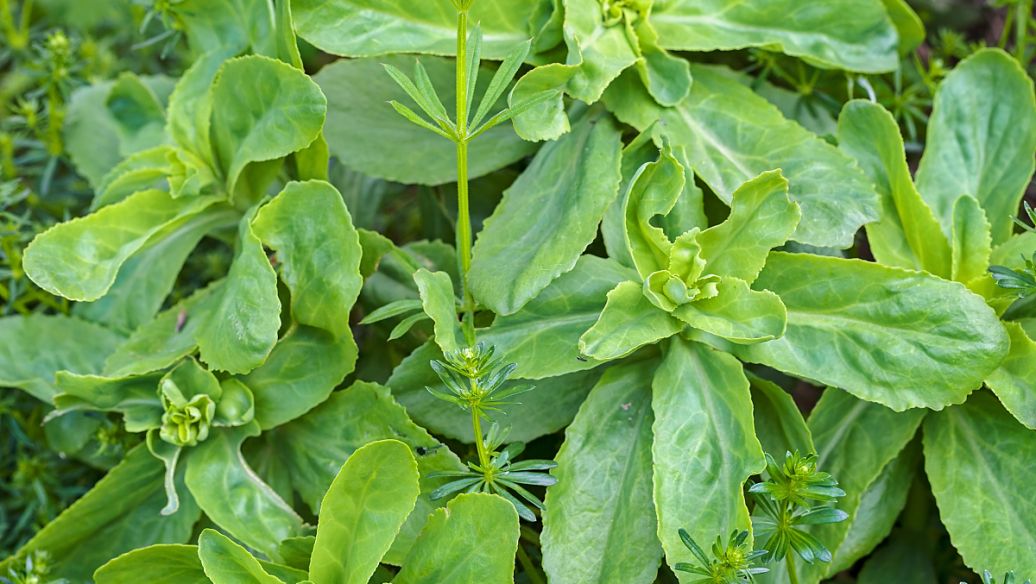 八角金盘的功效与作用