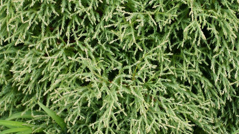 侧柏叶的功效与作用