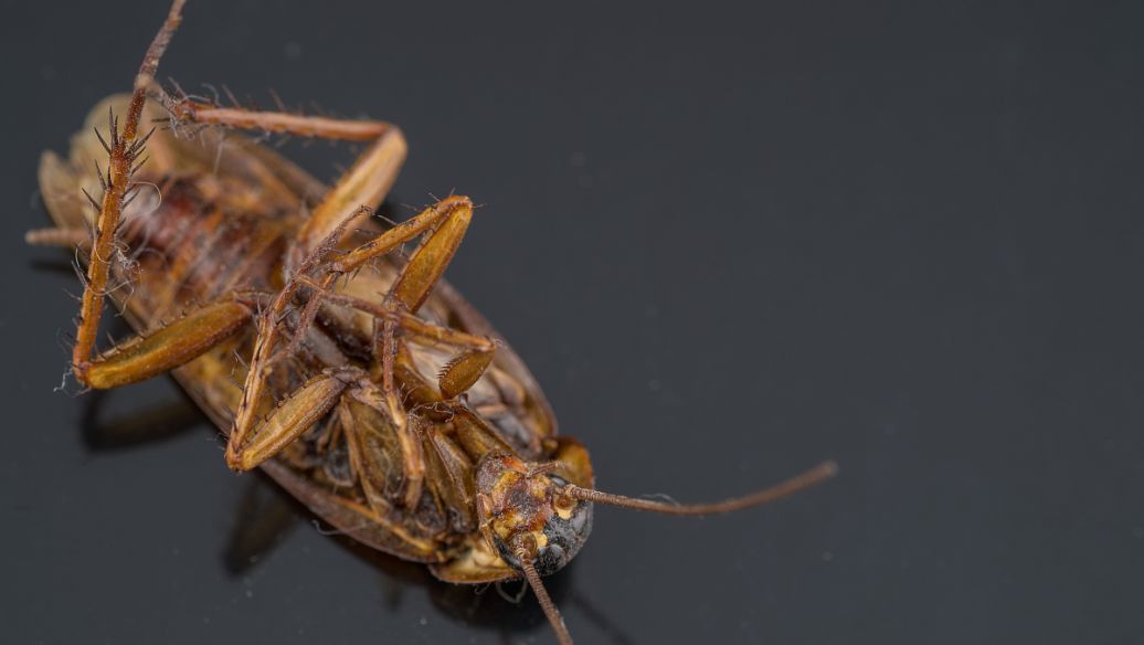 Fluralaner Immediate Contact | Shaanxi BLOOM Tech Co., Ltd Fluralaner Immediate Contact | Shaanxi BLOOM Tech Co., Ltd