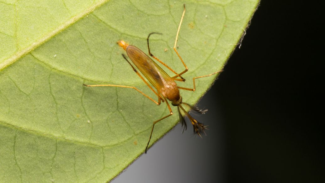 Osthole Lipid-Lowering Control of Aphids | Shaanxi BLOOM Tech Co., Ltd Osthole Lipid-Lowering Control of Aphids | Shaanxi BLOOM Tech Co., Ltd