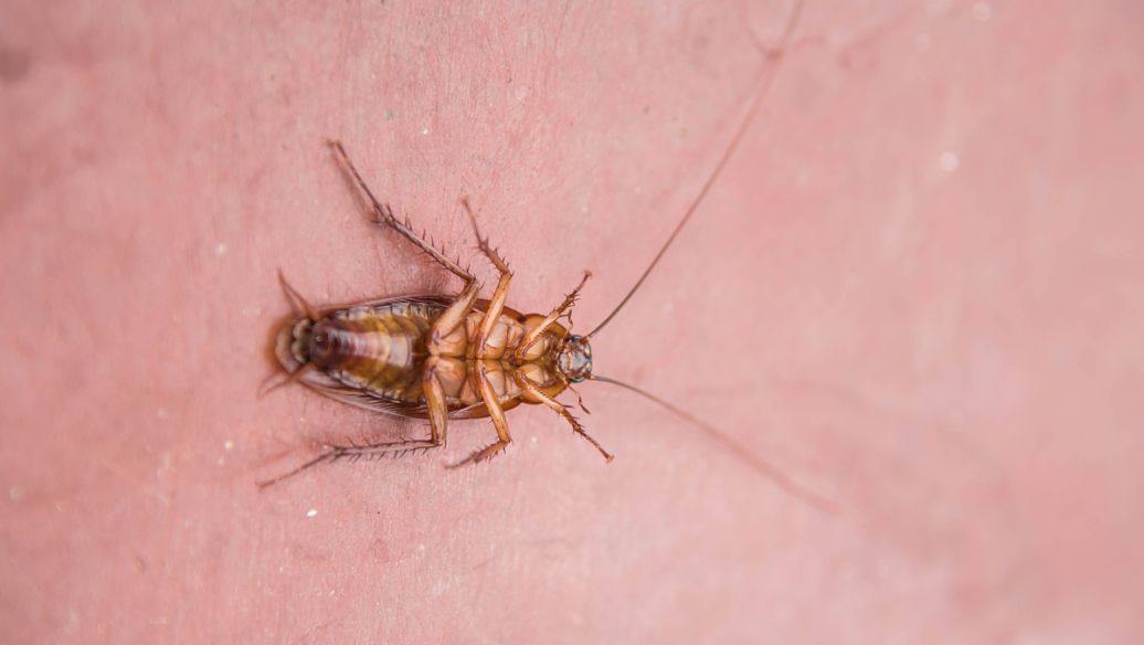 Fluralaner clinical | Shaanxi BLOOM Tech Co., Ltd Fluralaner clinical | Shaanxi BLOOM Tech Co., Ltd