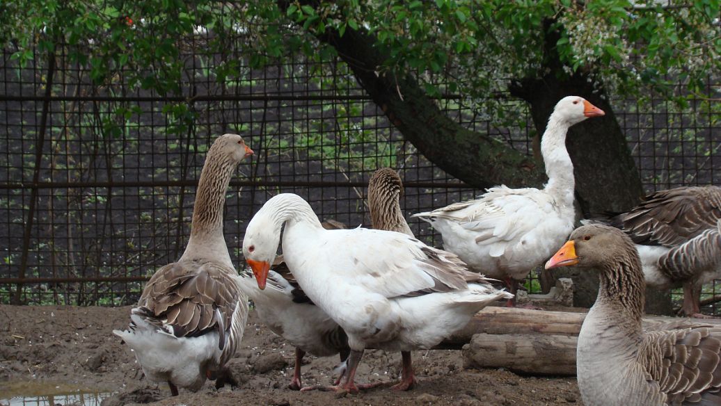 鸡鸭鹅吧-百度贴吧