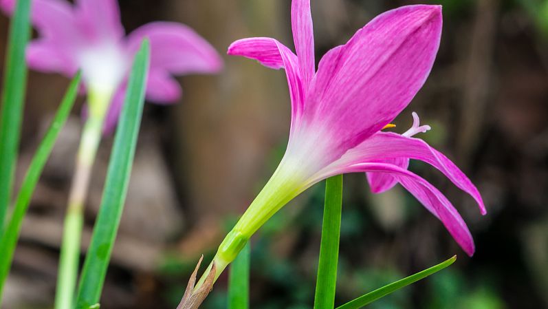 龙胆草的作用和功效