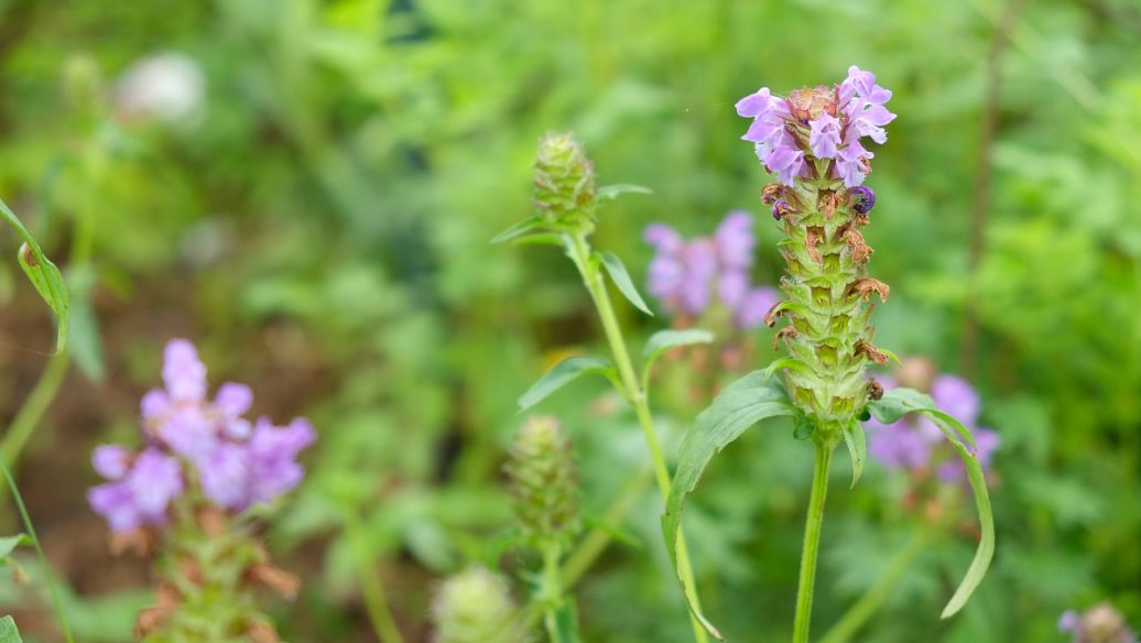 款冬花的功效与作用