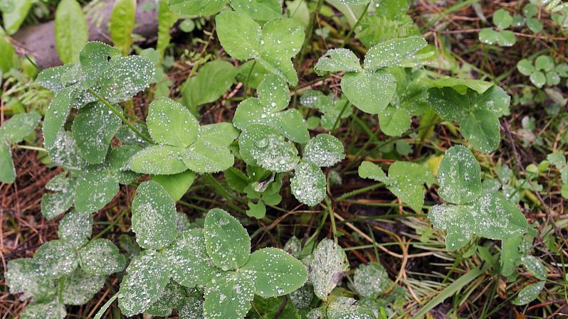 鱼腥草的功效与作用