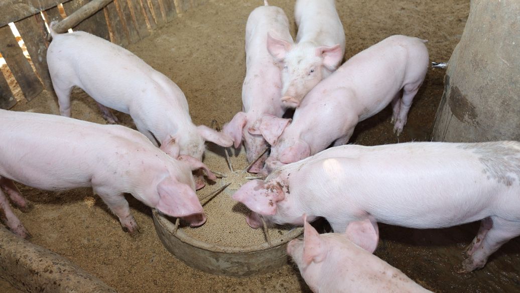 Ceftiofur Hydrochloride Injection uses | Shaanxi BLOOM Tech Co., Ltd Ceftiofur Hydrochloride Injection uses | Shaanxi BLOOM Tech Co., Ltd