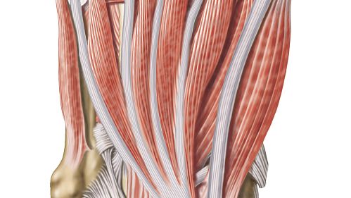 5-Amino-1MQ price | Shaanxi BLOOM Tech Co., Ltd