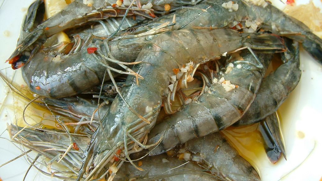 0无心21:22这是虾虎还是趴地虎,之前听说虾虎和