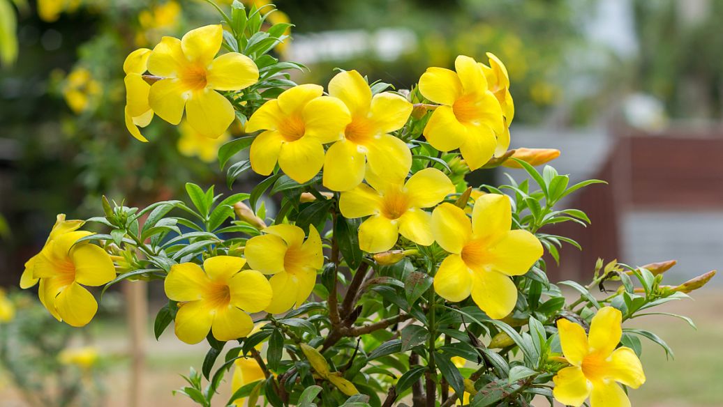 金雀花的作用与功效