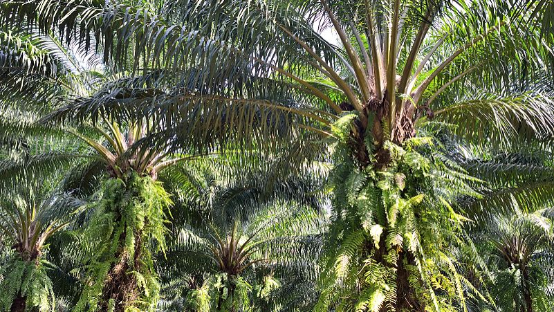 散血草的功效与作用