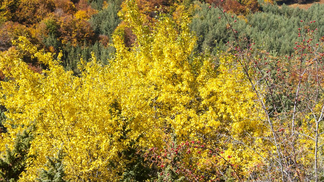 芍药的作用和功效