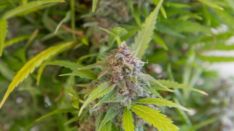 肉苁蓉功效与作用