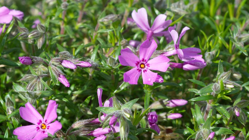 大腹皮的功效与作用