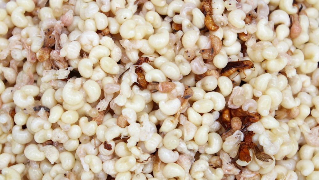 附子干姜甘草汤的功效