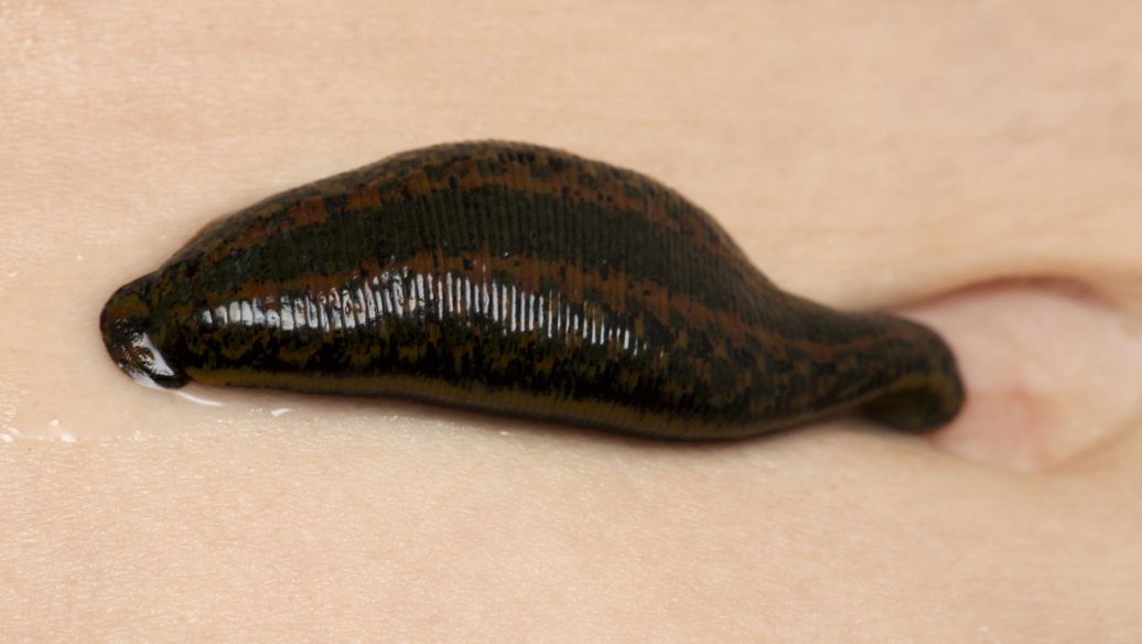 蚂蟥的功效与作用