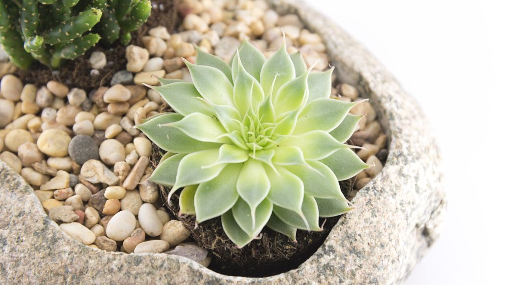 多肉植物 纯白背景 留白构图