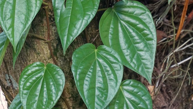 法半夏的功效与作用