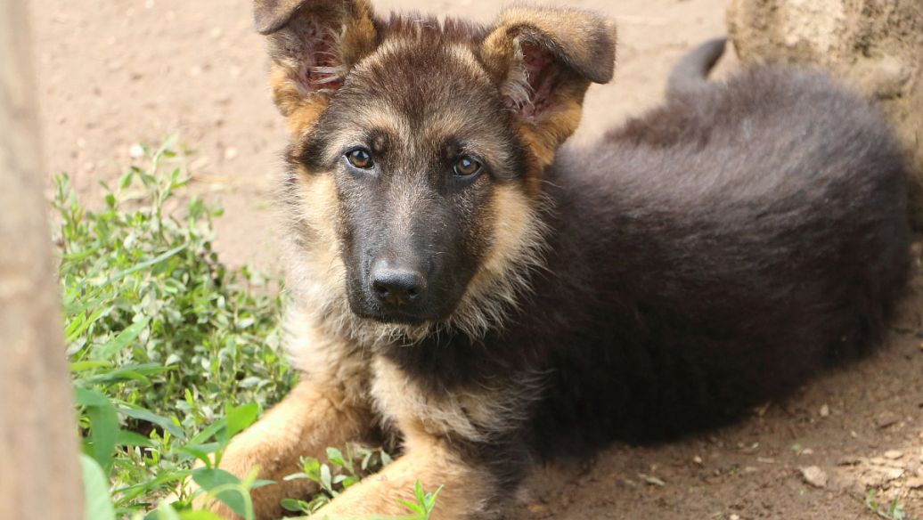 Desmopressin Clinical significance | Shaanxi BLOOM Tech Co., Ltd