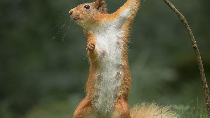 女人梦见大大的白动物究竟预示着什么含义？